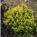 Euonymus-microphyllus-gold