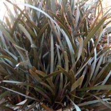 Carex berggenii