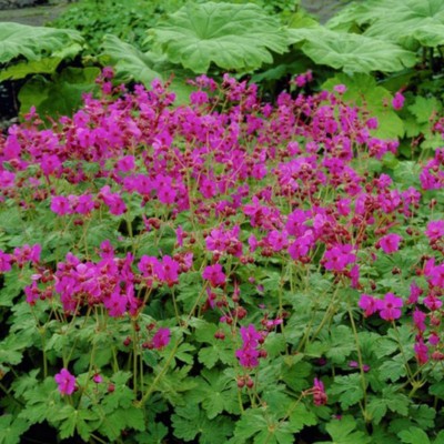 Geranium macrorrhizum