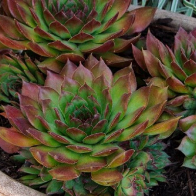 Sempervivum " Henks"