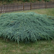  Juniperus Blu Carpet