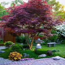 Acer palmatum atropurpureum