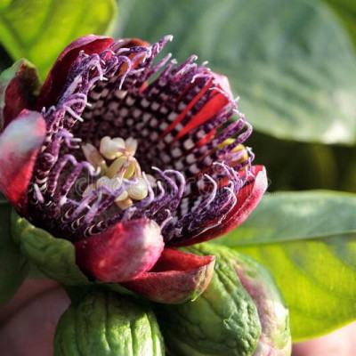 Marakuja (Passiflora edulis)