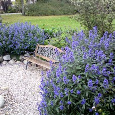 Caryopteris clandonensis " Heavenly blue "