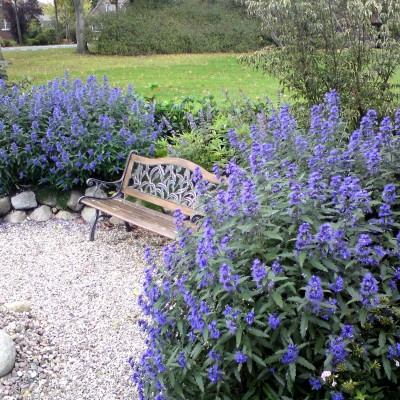 Caryopteris clandonensis " Heavenly blue "