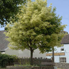 Acer platanoides "Drummondii"