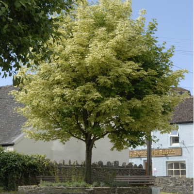 Acer platanoides "Drummondii"