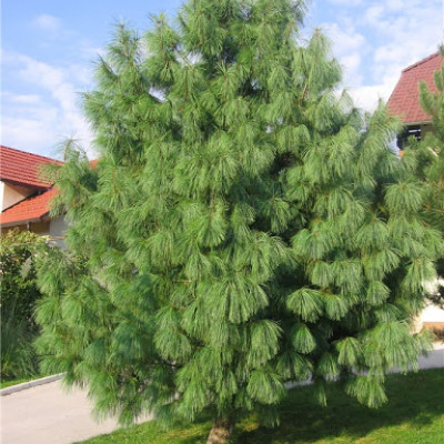 Pinus Wallichiana