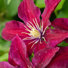 Clematis "Niobe"