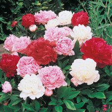 Bozur u saksijama gde se ne zna boja cveta