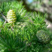 Larix decidua