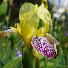Iris "Yellow purple"