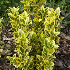 Euonymus japonicus