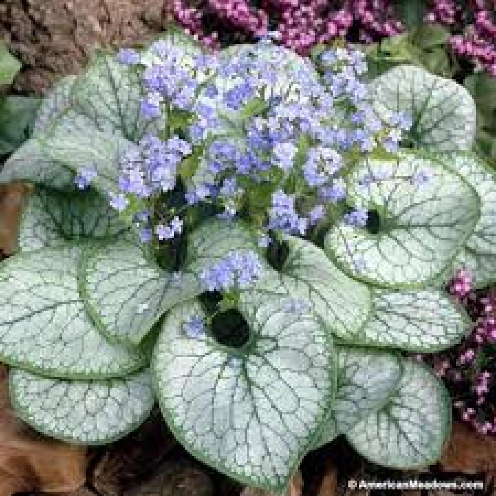 Winter Wonderland: Discover The Enchanting Jack Frost Brunnera Plant