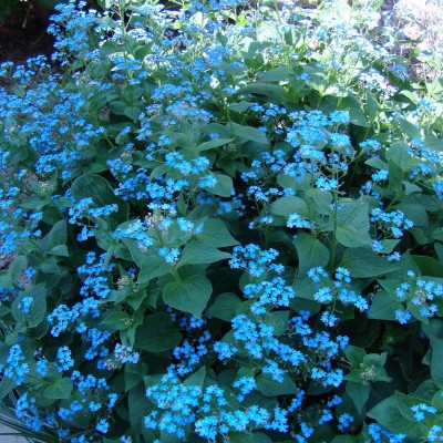 Brunnera macrophylla