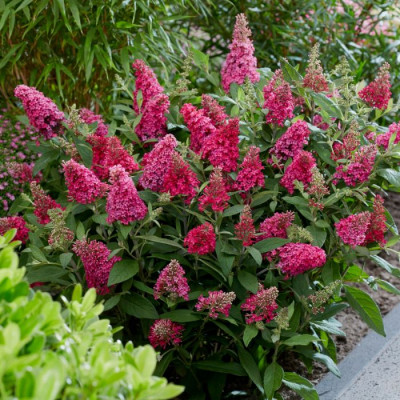 Buddleia "Little Ruby"