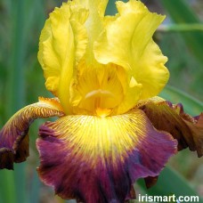 Iris ljubicasto-zuti