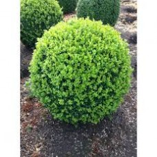 Buxus sempervirens