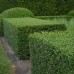 Buxus sempervirens