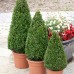 Buxus sempervirens