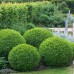 Buxus sempervirens