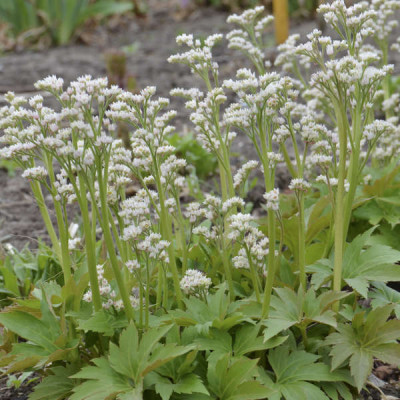 Mukdenia rossii 'Karasuba' 