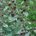 HIBISCUS SYRIACUS „VARIEGATA“