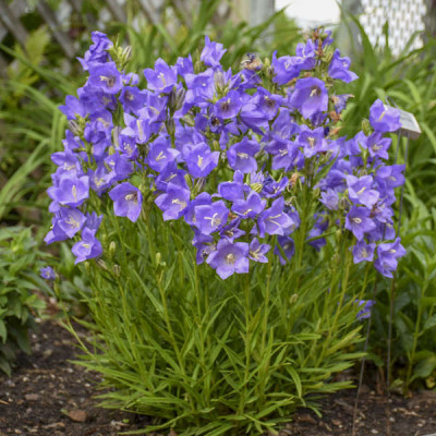 Campanula persicicaria blue