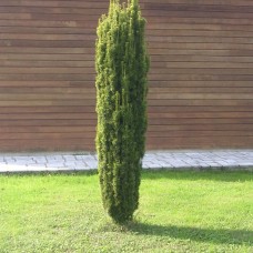 Taxus baccata