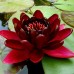 Nymphaea 'Black Princess'