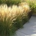 Calamagrostis 'Karl Foerster'