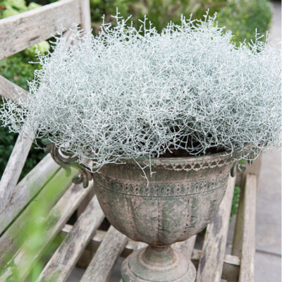 Calocephalus brownii "Silver" ili srebrna kisa