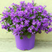 Campanula "Clockwise Deep Blue"