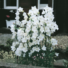 Campanula p. Takion white
