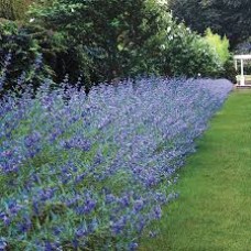 CARYOPTERIS