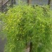Caragana " Arborescens walker"