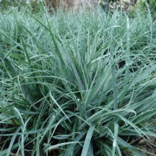 Carex flaca "Blue Zinger"