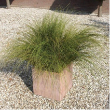 Phoenix green carex howardii