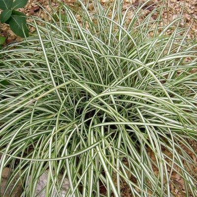 CAREX ornithopoda 'Variegata'