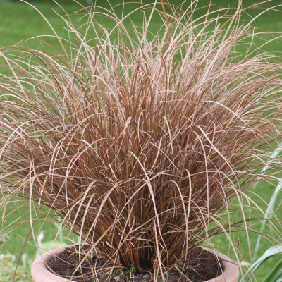 Carex petriei 'Milk Chocolate