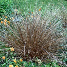 Carex comans "Milk Chocolate"