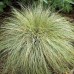 CAREX A. „FROSTED“