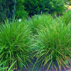 Carex "Morrowii"