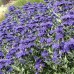 Caryopteris clandonensis " Heavenly blue "