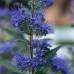 Caryopteris clandonensis " Heavenly blue "