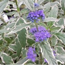 Caryopteris  "White Suprise"