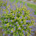 Caryopteris "Lisaura"