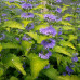 Caryopteris "Lisaura"