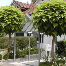 CATALPA BIGNONIOIDES (GLOBOSA)