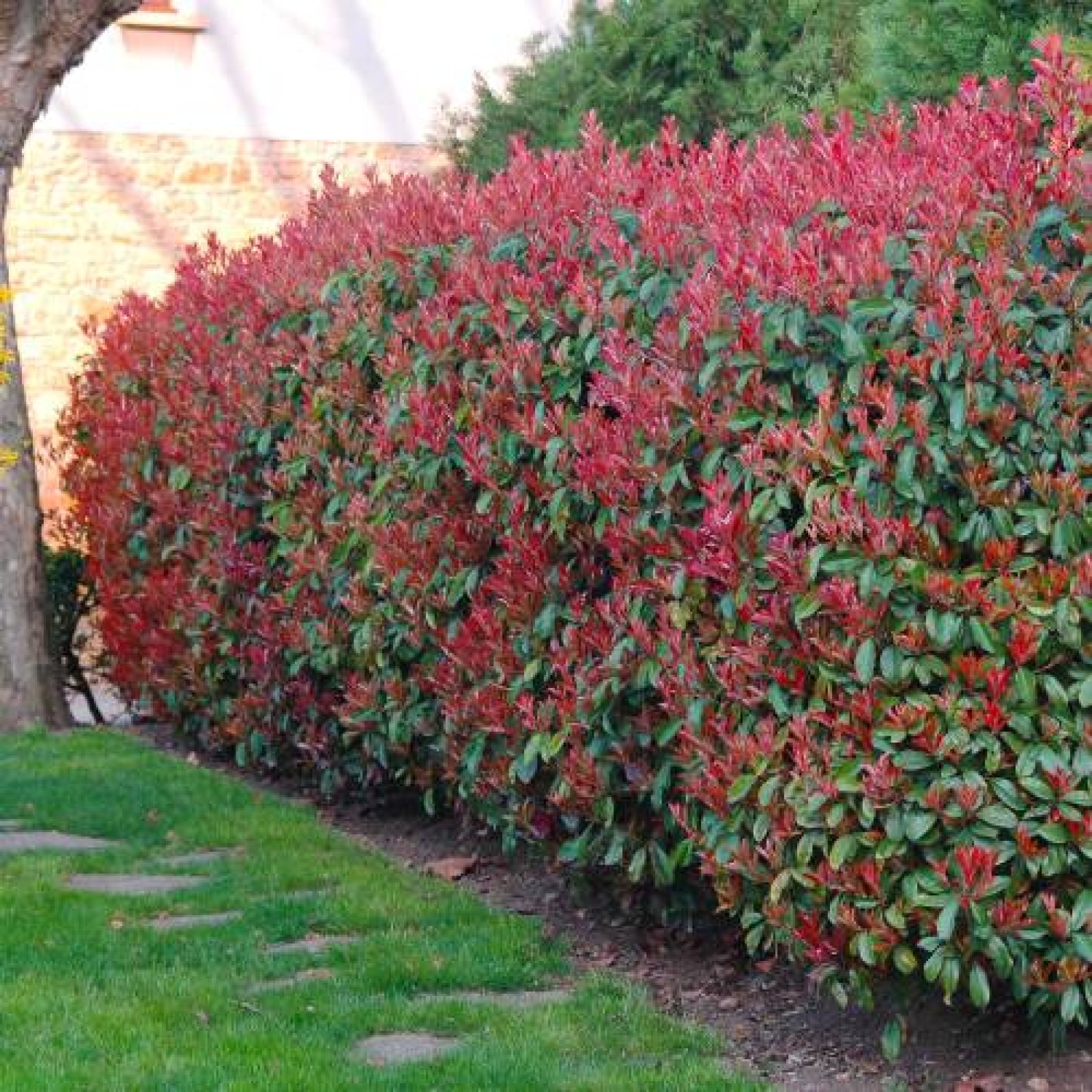 PHOTINIA FRASERI „RED ROBIN“ - Rasadnik „Jelena”